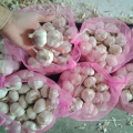 China fresh garlic best sale new crop normal white garlic export